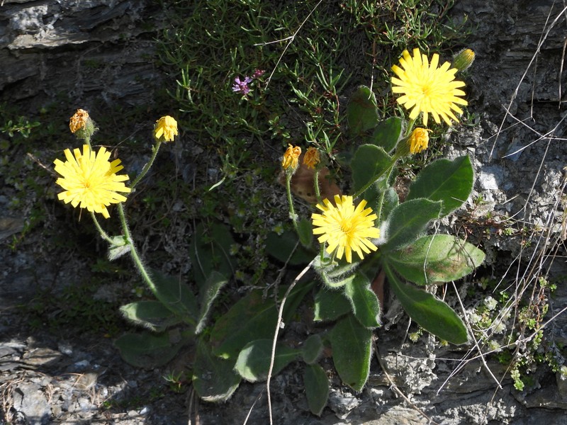 Hieracium bicknellianum photo 2