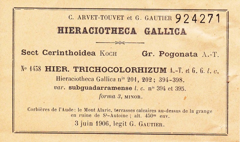 Hieracium bicolor