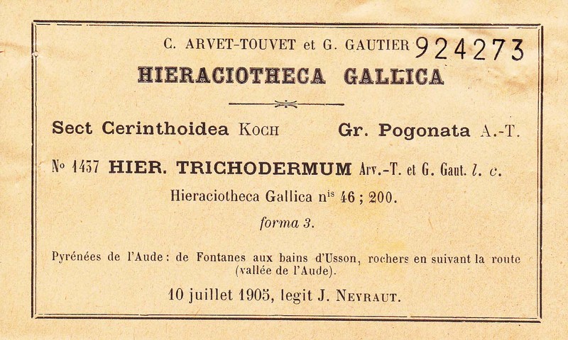 Hieracium bicolor photo 2