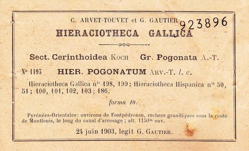 Hieracium bicolor photo 3