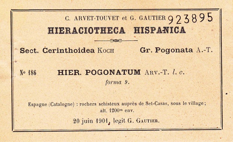 Hieracium bicolor photo 4