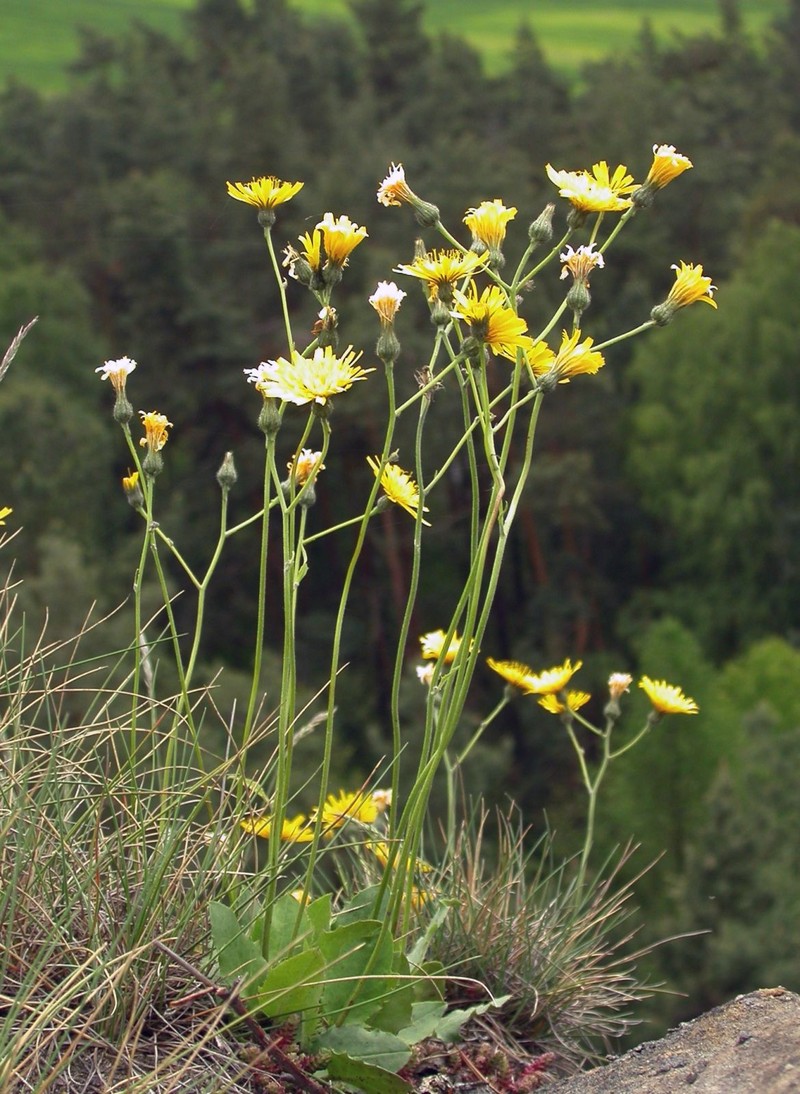 Hieracium bifidum