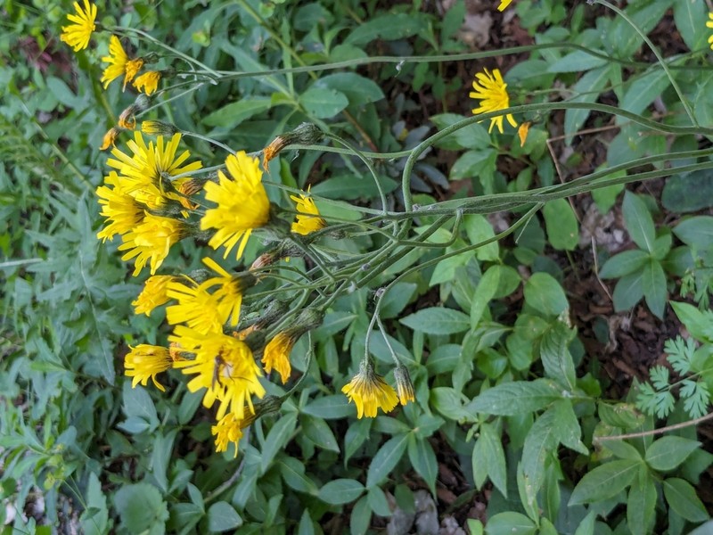 Hieracium bifidum photo 2
