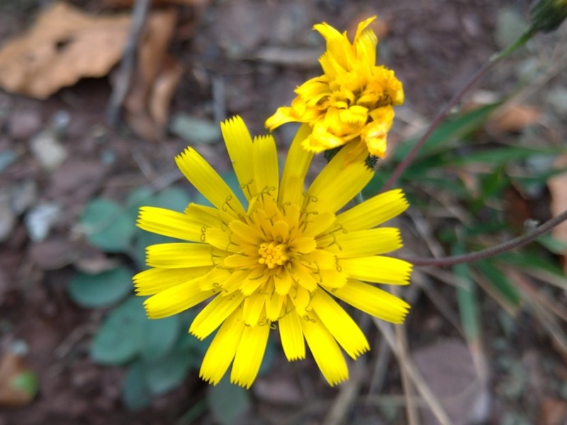 Hieracium bifidum photo 3