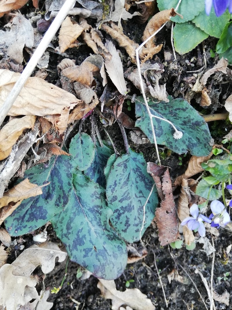 Hieracium bifidum photo 4