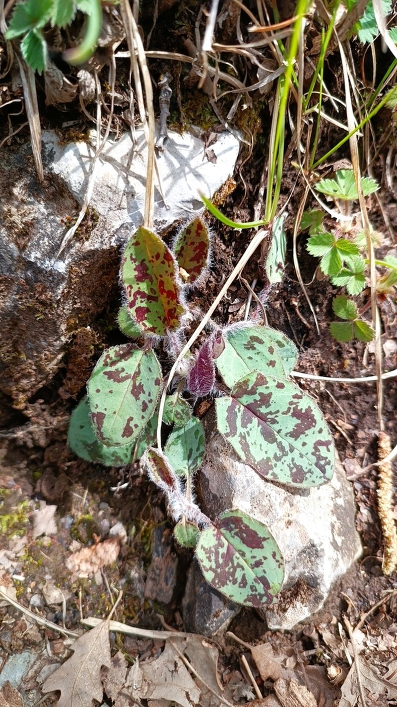 Hieracium bifidum photo 5