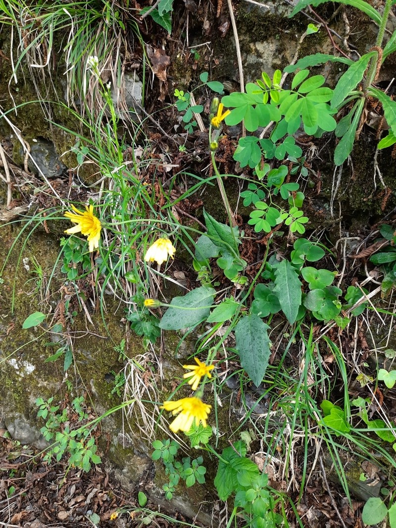 Hieracium bifidum photo 6