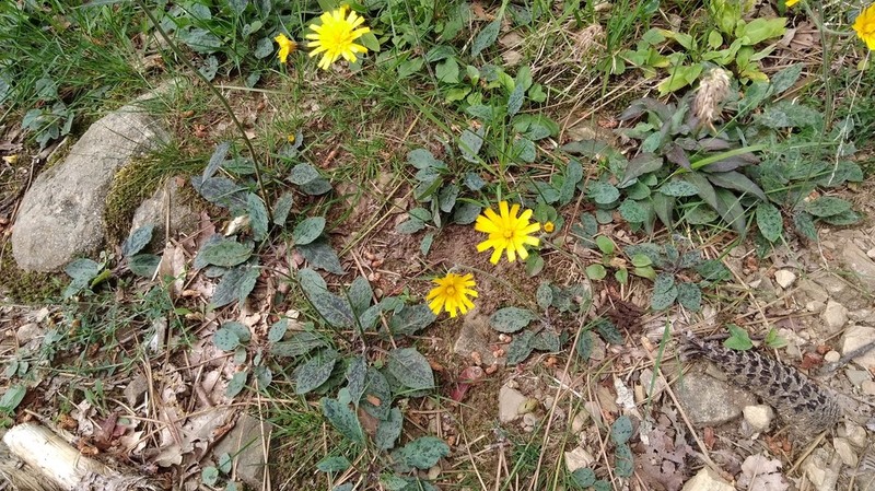 Hieracium bifidum photo 7