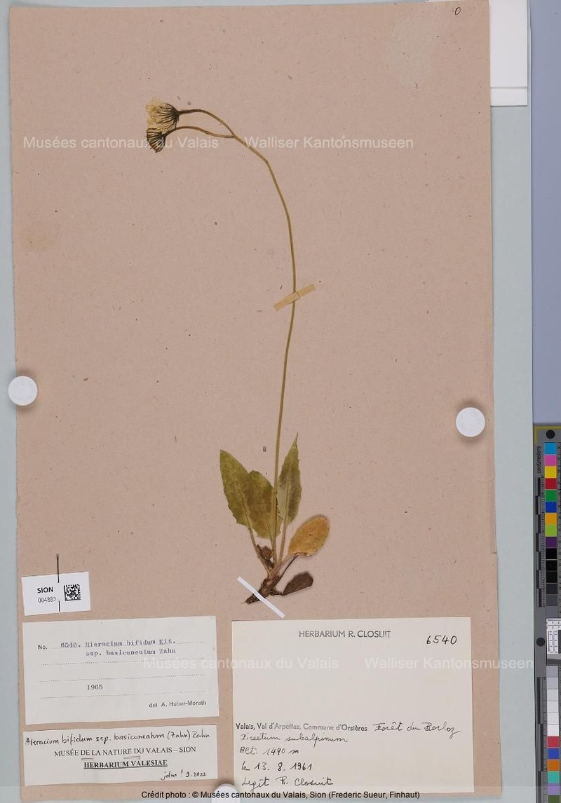 Hieracium bifidum subsp. basicuneatum