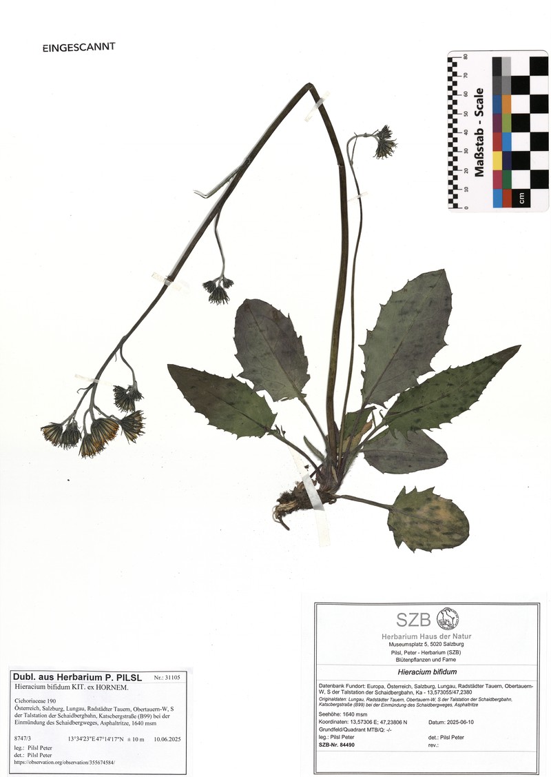 Hieracium bifidum subsp. bifidum