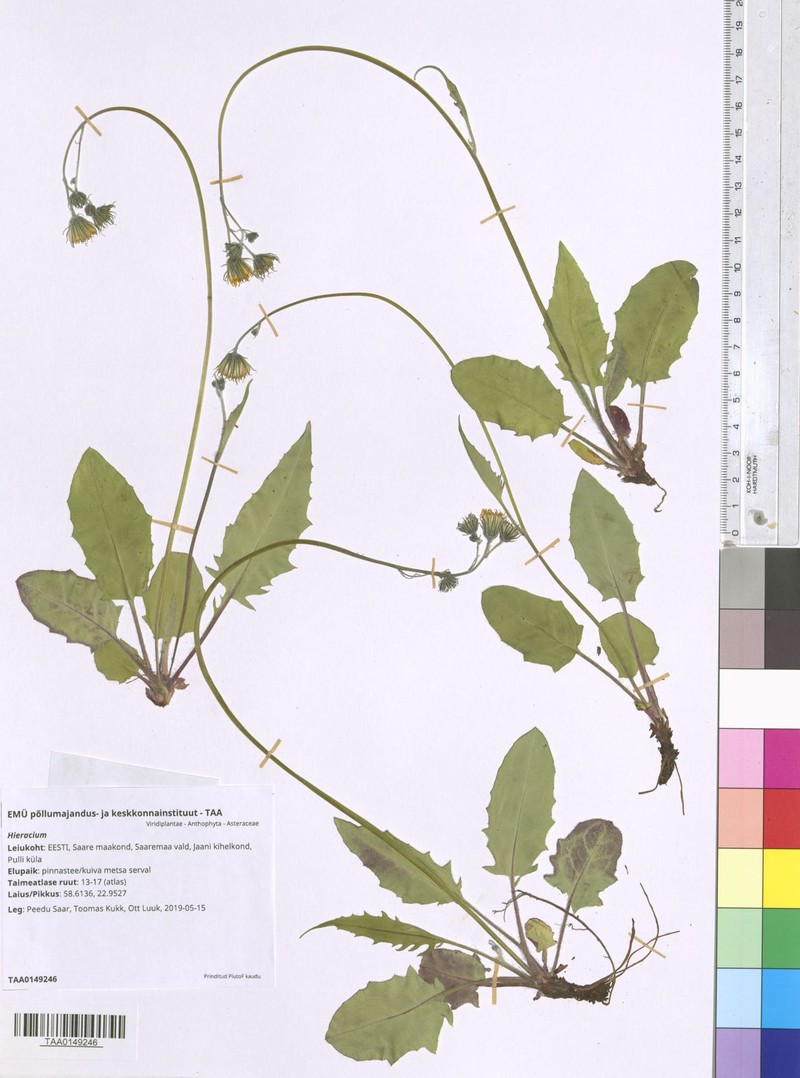 Hieracium bifidum subsp. caesiiflorum