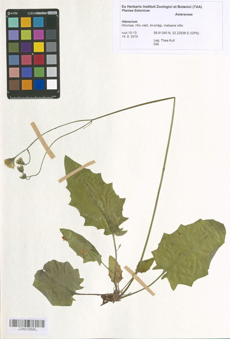 Hieracium bifidum subsp. caesiiflorum photo 2