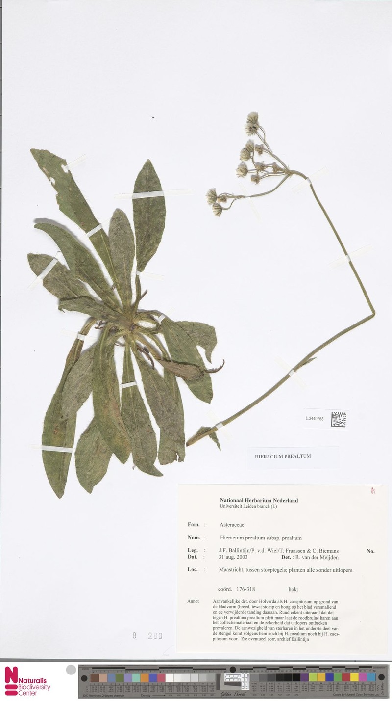 Hieracium bifidum subsp. caesiiflorum photo 3