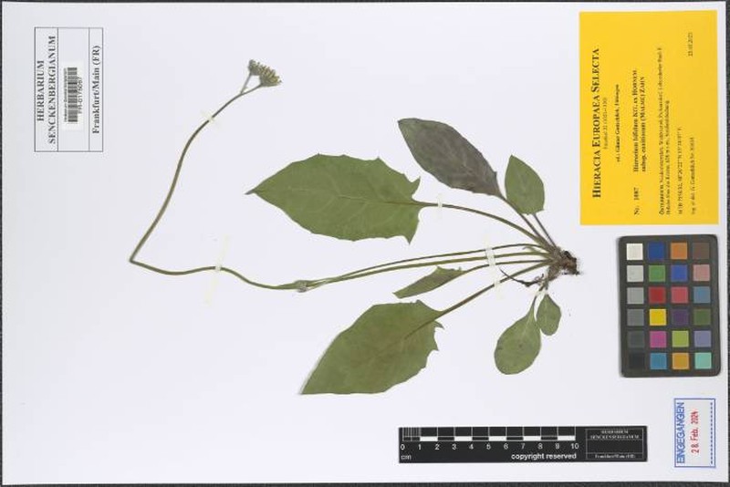 Hieracium bifidum subsp. canitiosum
