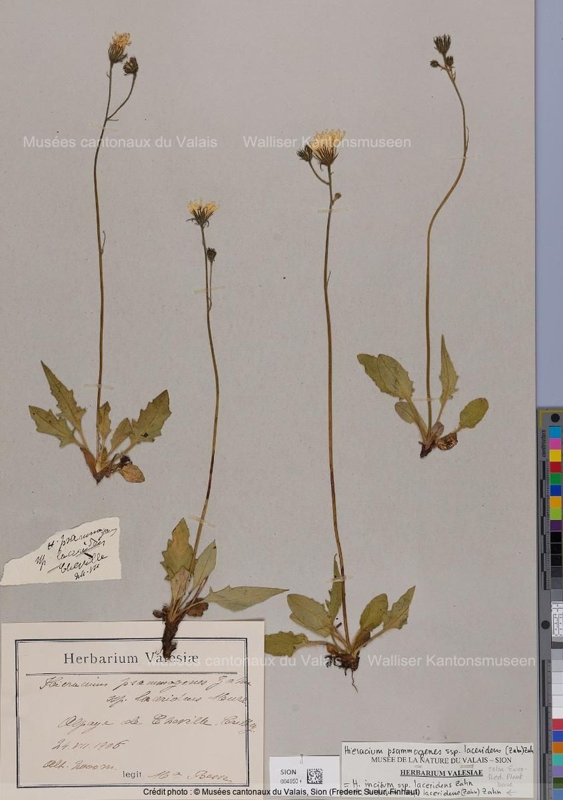 Hieracium bifidum subsp. laceridens