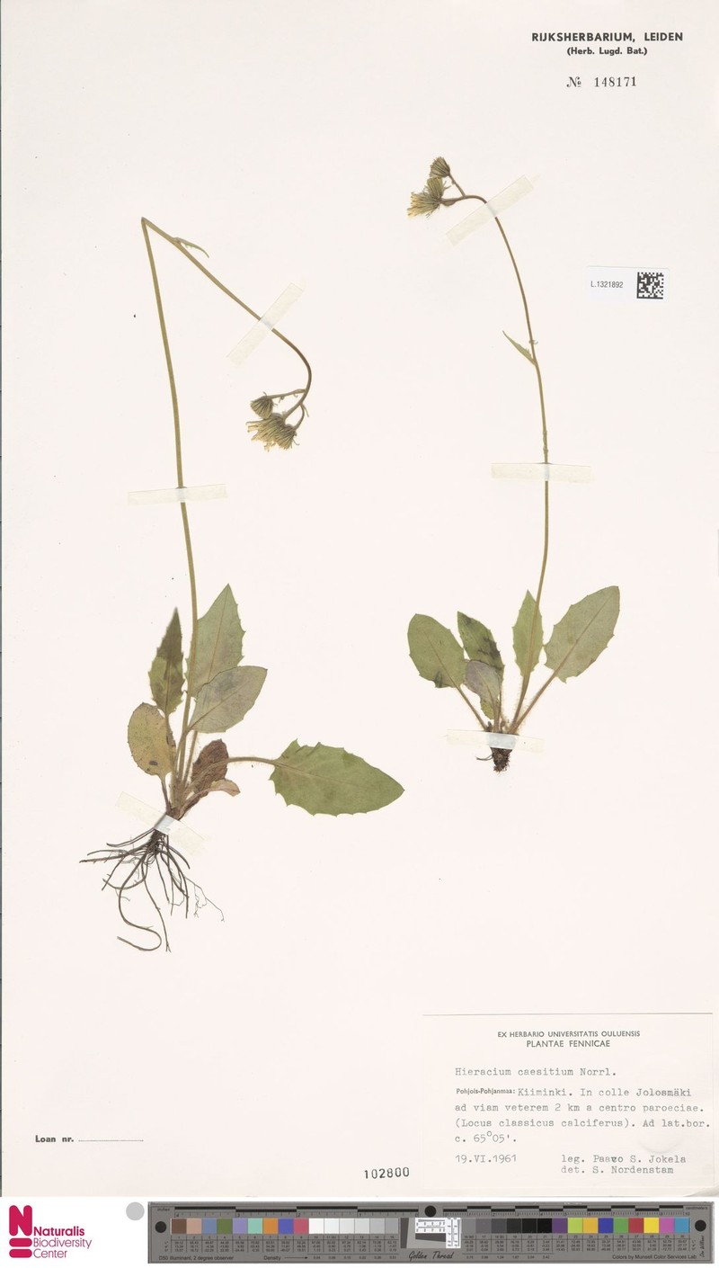Hieracium bifidum subsp. maculosum