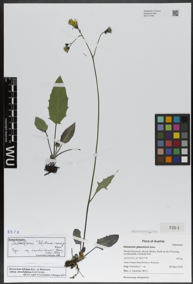 Hieracium bifidum subsp. mesobifidum
