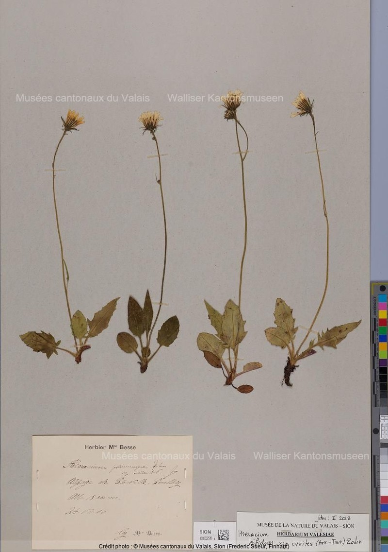 Hieracium bifidum subsp. oreites