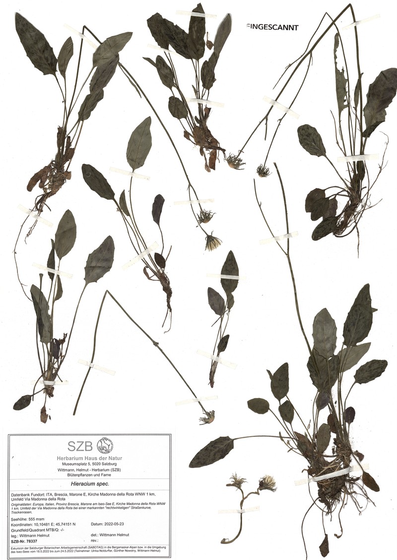 Hieracium bifidum subsp. pseudopraecox