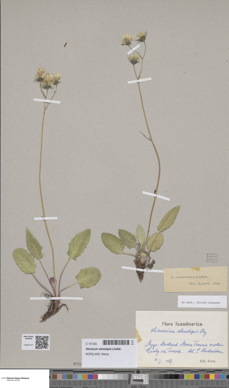 Hieracium bifidum subsp. stenolepis