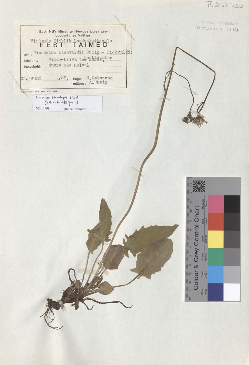 Hieracium bifidum subsp. stenolepis photo 2