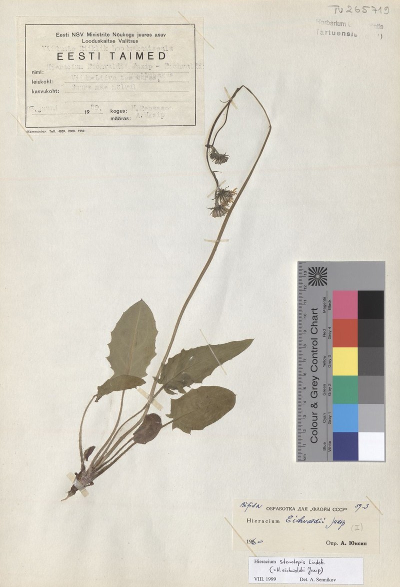 Hieracium bifidum subsp. stenolepis photo 3