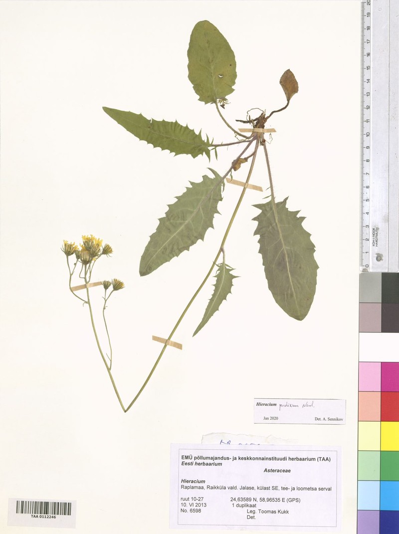 Hieracium bifidum subsp. submaculosum