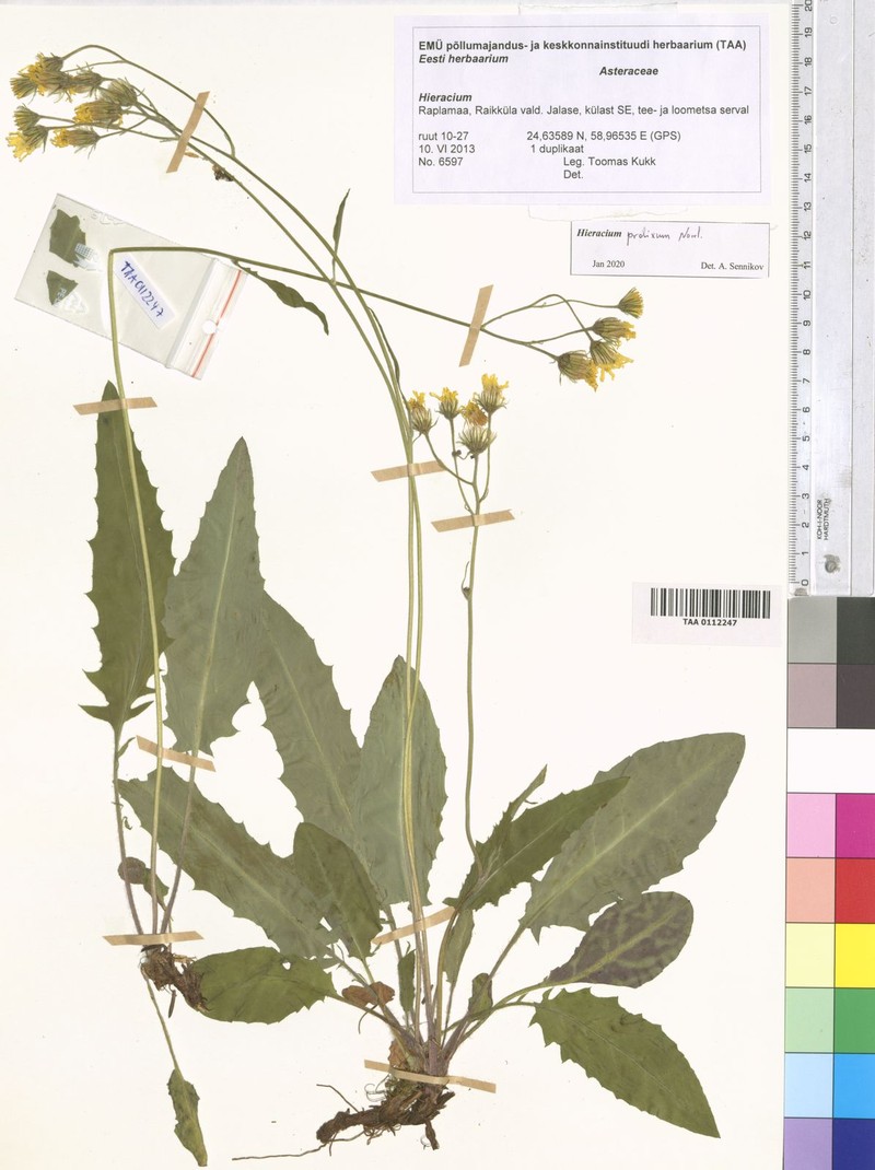 Hieracium bifidum subsp. submaculosum photo 2