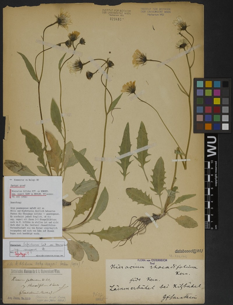 Hieracium bifidum subsp. ungeri