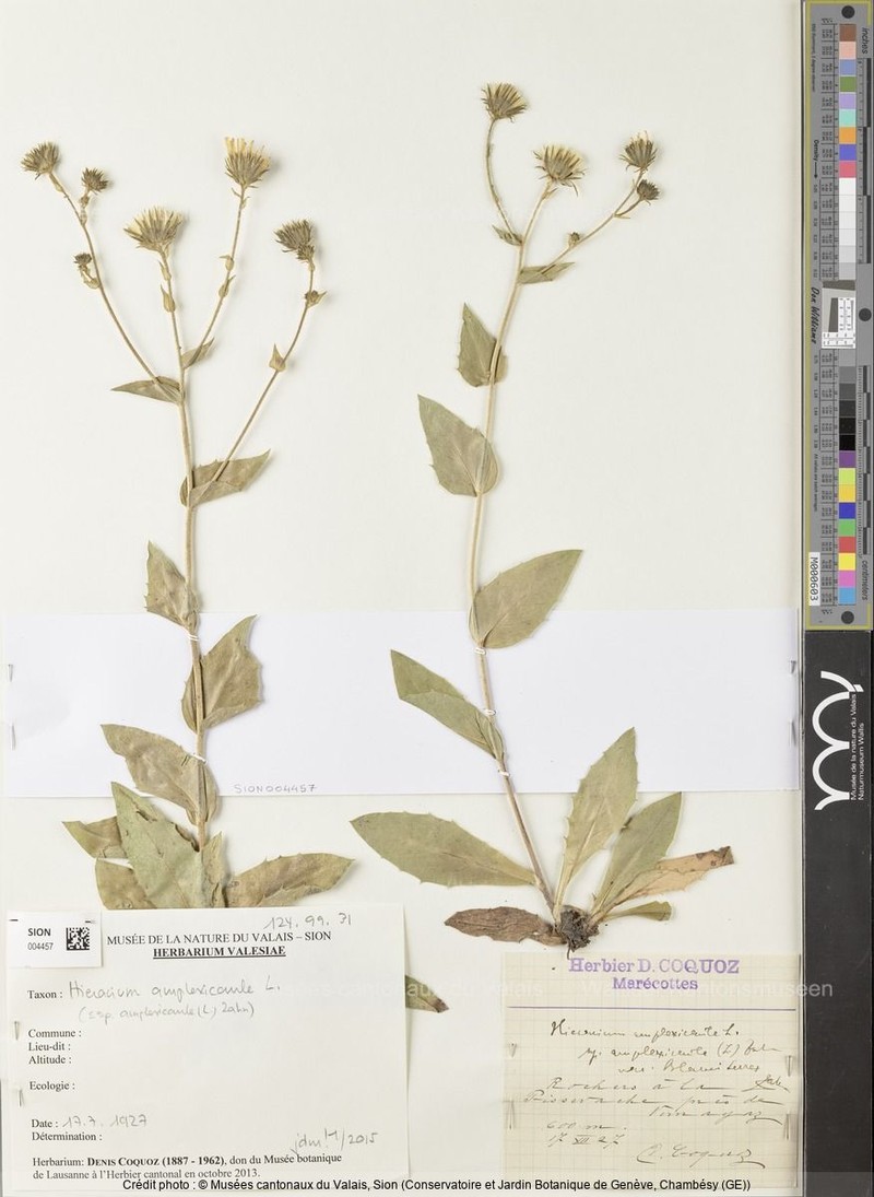 Hieracium blancii