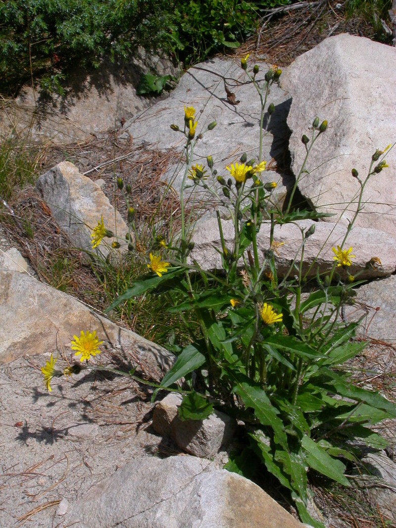 Hieracium bocconei