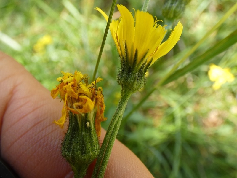 Hieracium bocconei photo 2
