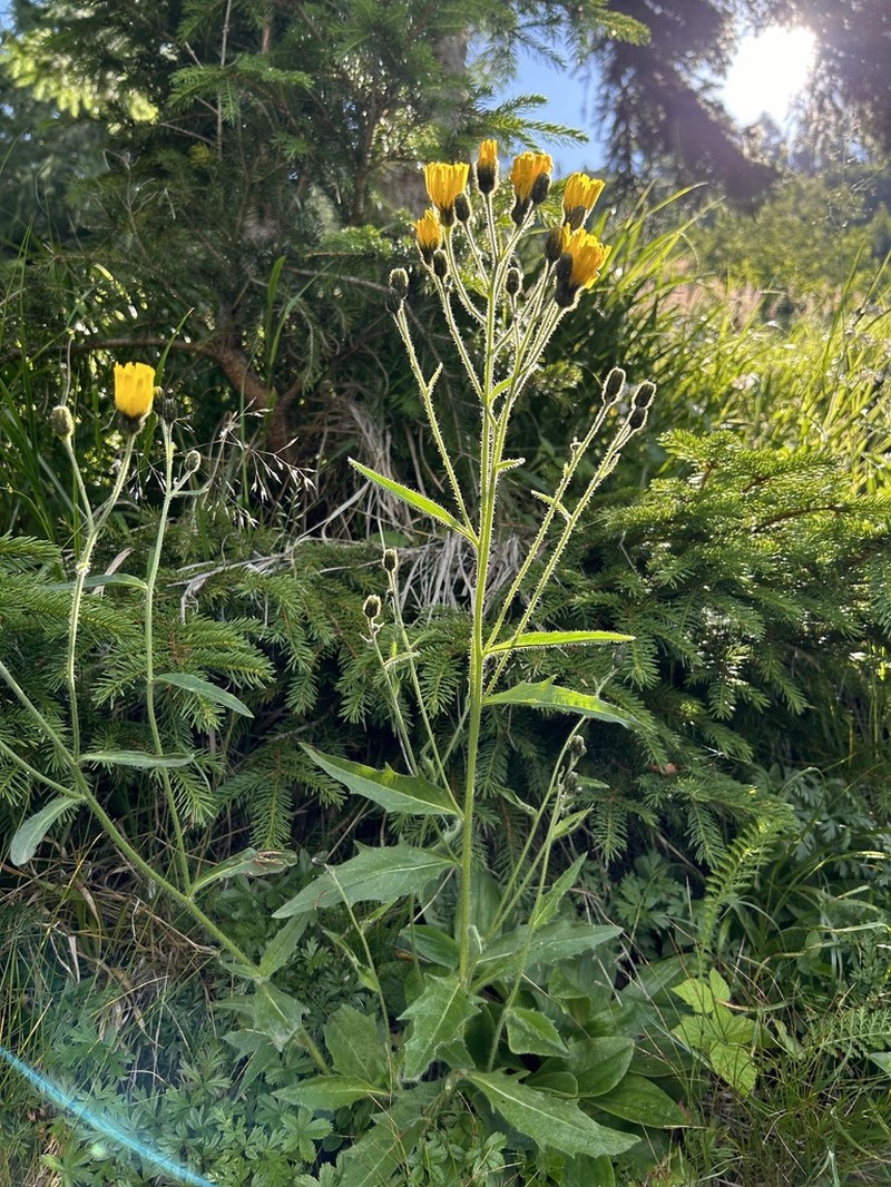 Hieracium bocconei photo 3
