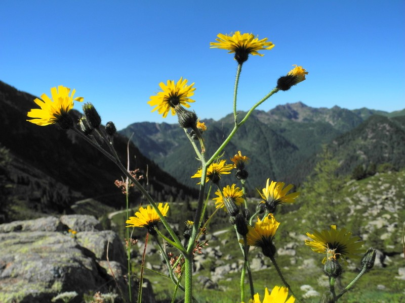 Hieracium bocconei photo 4