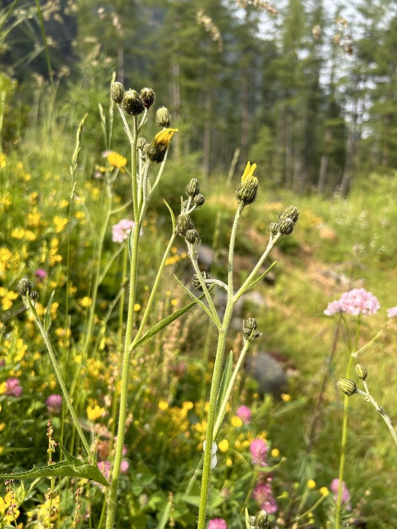 Hieracium bocconei photo 5