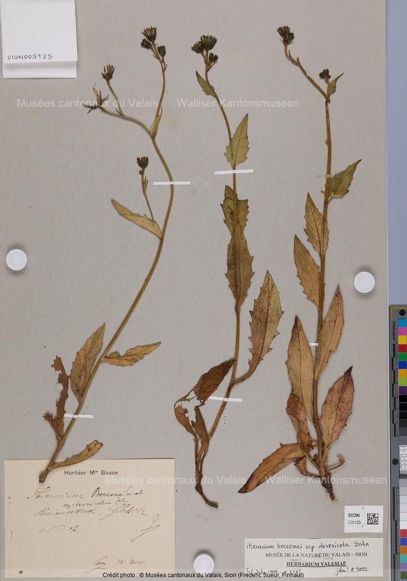 Hieracium bocconei subsp. devexicola