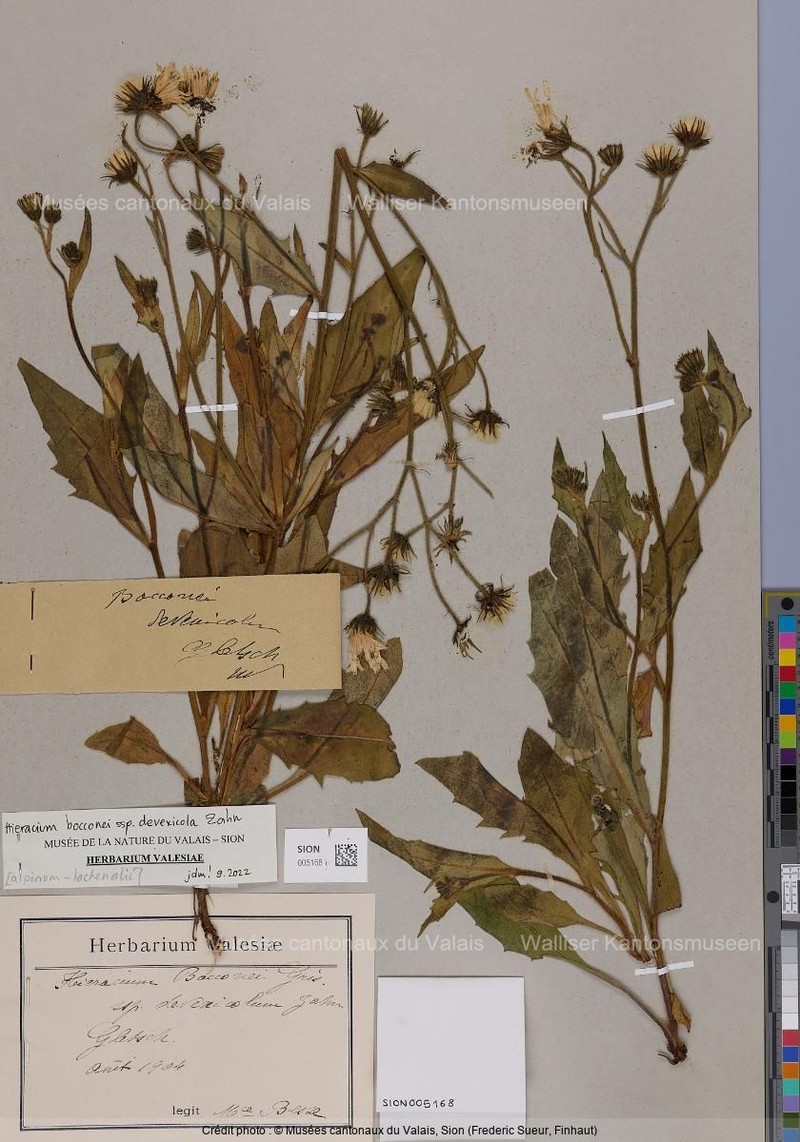 Hieracium bocconei subsp. devexicola photo 2