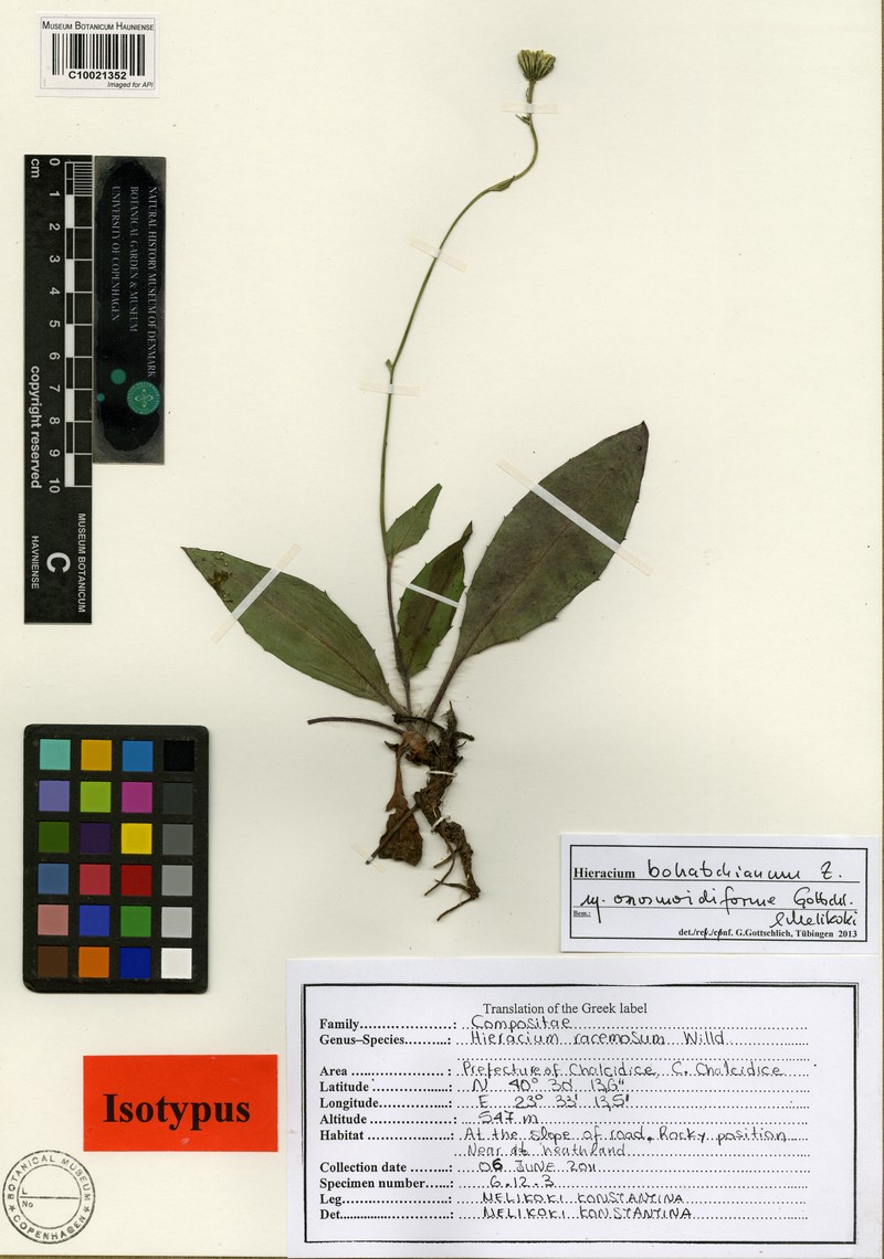 Hieracium bohatschianum