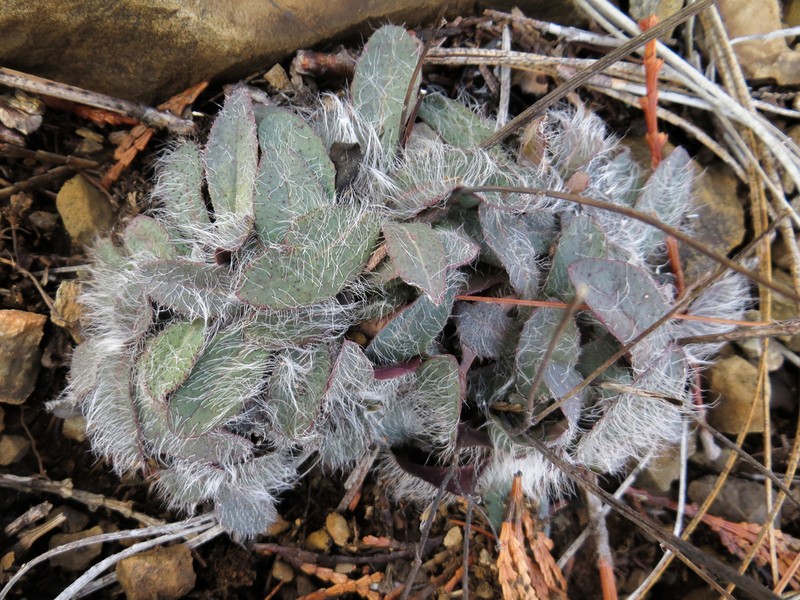 Bolander's Hawkweed