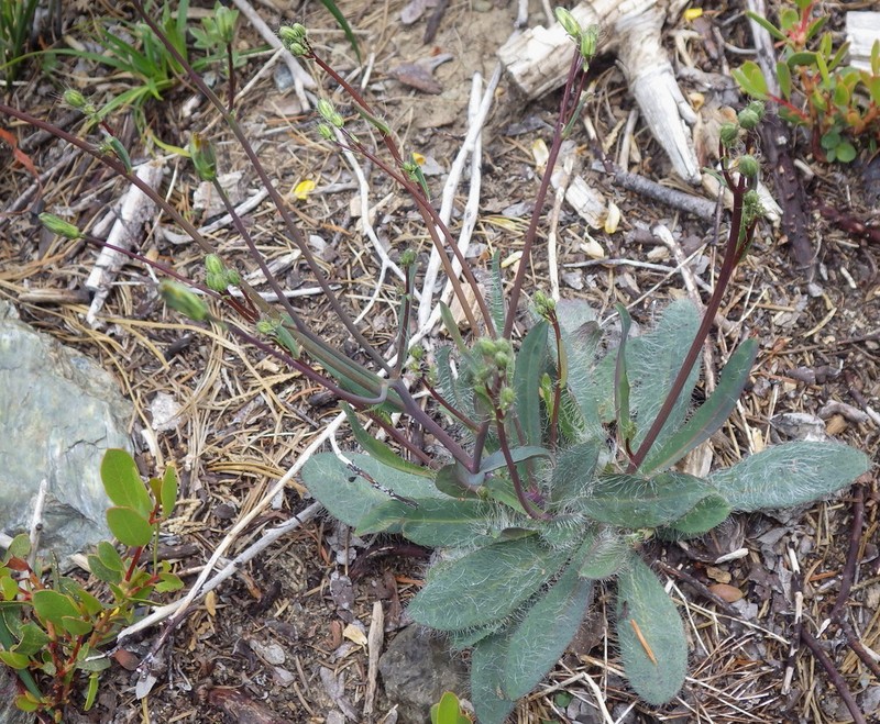 Bolander's Hawkweed photo 2