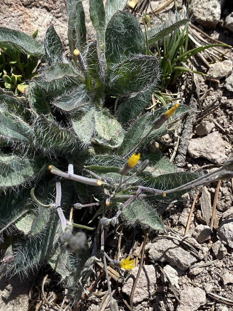 Bolander's Hawkweed photo 3