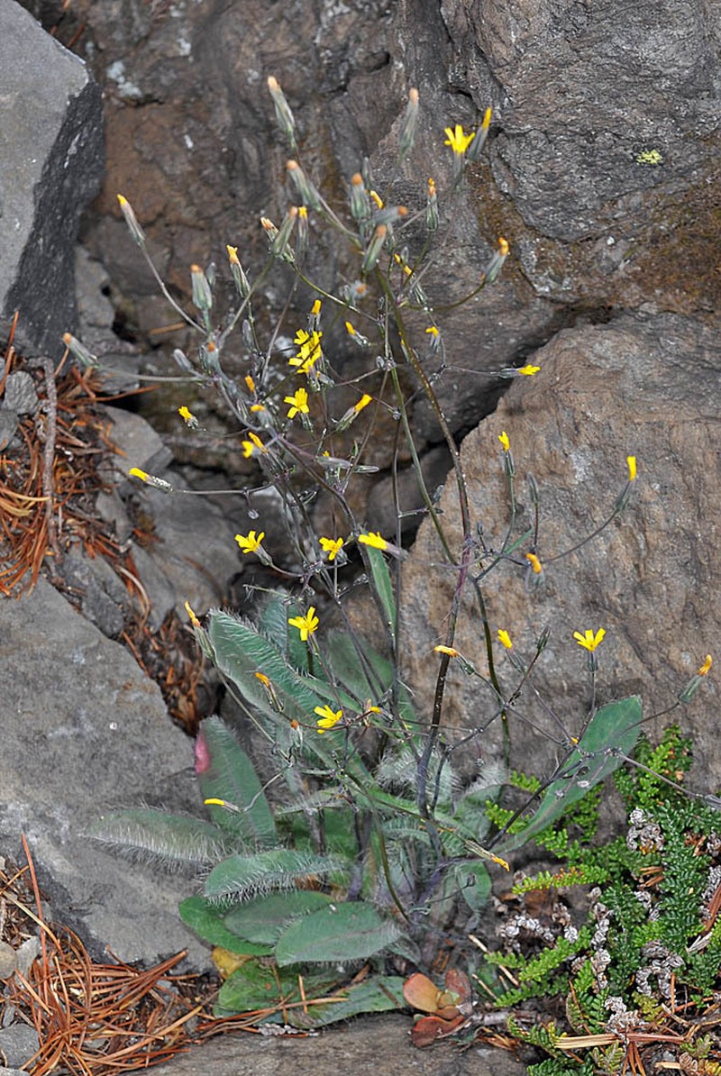 Bolander's Hawkweed photo 4