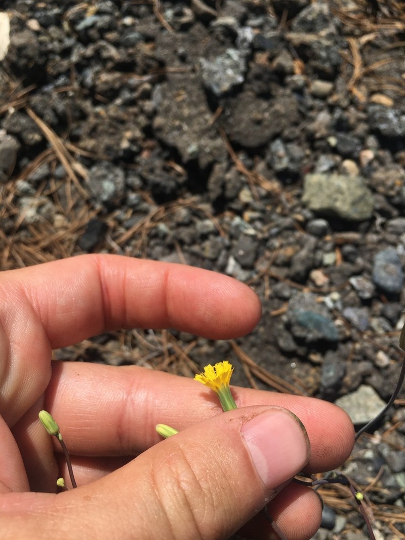 Bolander's Hawkweed photo 5