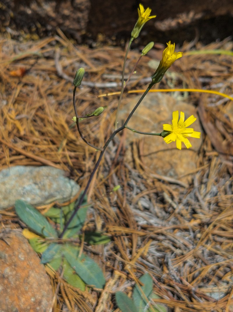 Bolander's Hawkweed photo 6