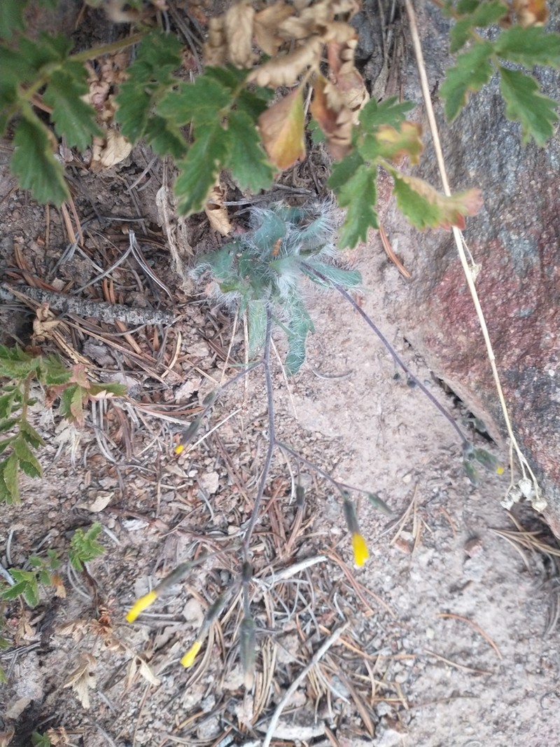 Bolander's Hawkweed photo 7
