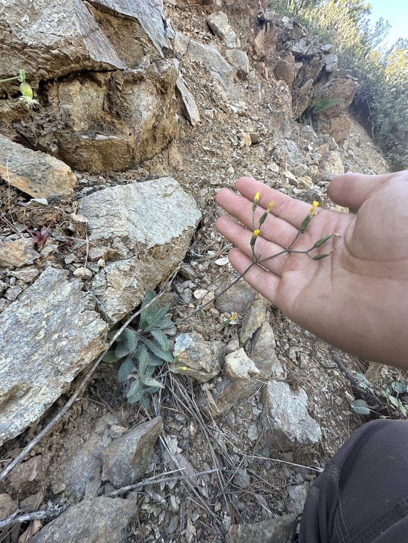 Bolander's Hawkweed photo 8