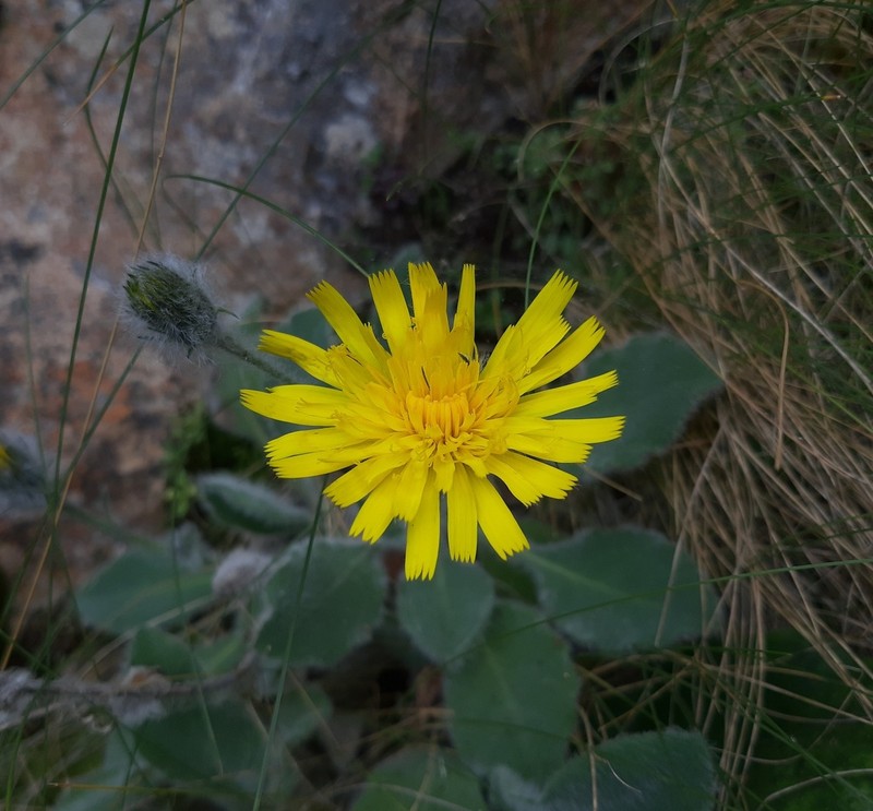 Hieracium bombycinum photo 2