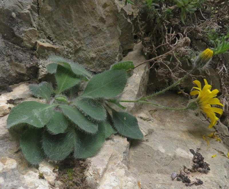 Hieracium bombycinum photo 3
