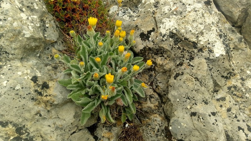 Hieracium bombycinum photo 4