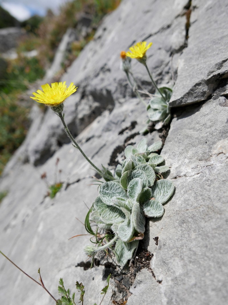 Hieracium bombycinum photo 5